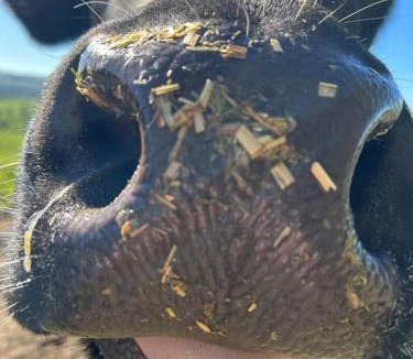 Scotts Creek House | Bellevue Farmstay