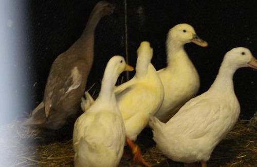 Shebbear House | Berry Barns