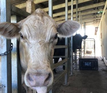 Tregony House | Bestbrook Mountain Farmstay