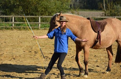 Favieres Apartment | Bienvenu dans le Java chez Pommes & Chevaux