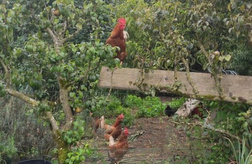 Balaze Bed & Breakfast | bienvenue chez Joëlle et André au 207