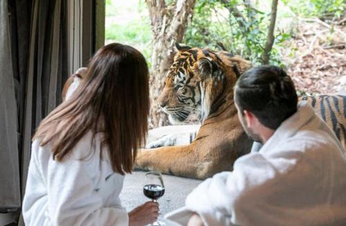 Town of Sullivan House | Big Cat Bungalows at The Haven - Tiger 4