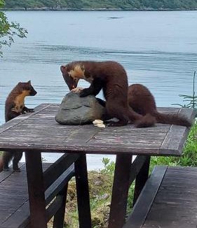 Glenborrodale Villa | Birch and Oak Lodges