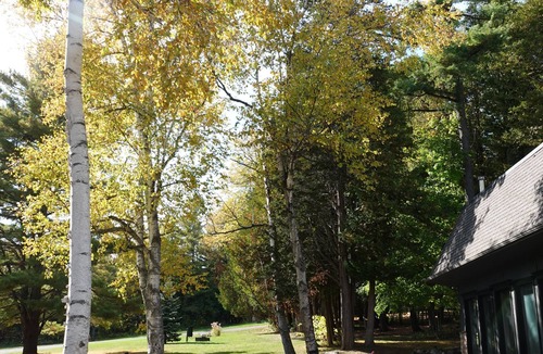 Colborne Cottage | Birch View Studio - A spacious and refined woodland retreat with sauna & hot tub