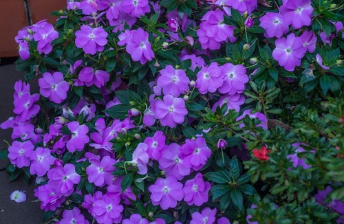 Mollymook Apartment | Birchgrove Apartments