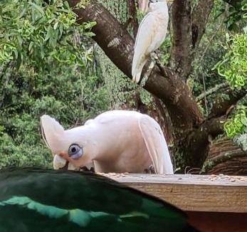 Cabbage Tree Creek House | Bird Songs Getaway Accommodation