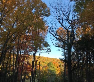 Allegheny Mountains House | Black Bear Lodge