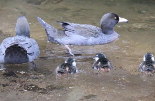 Waimiha Hotel | Blackfern Lodge