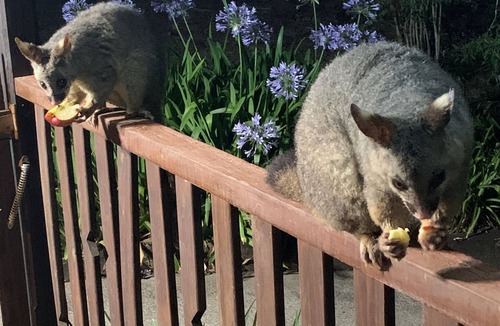 Bandon Grove House | Blackwattle at Barrington Tops
