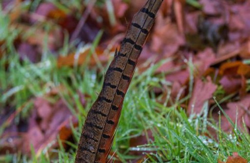 Edrom Apartment | Blanerne House