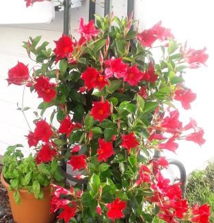 Blingel Bed & Breakfast | Blingel, Lovely house with 1st Class Breakfast