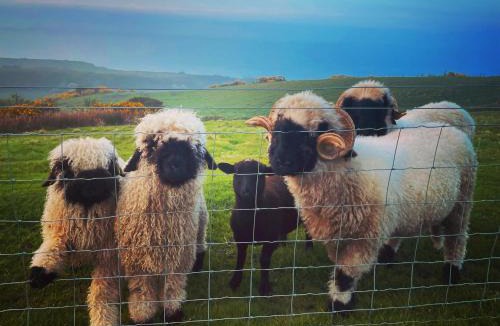 Speeton Cabin | Bluebell the Shepherds Hut