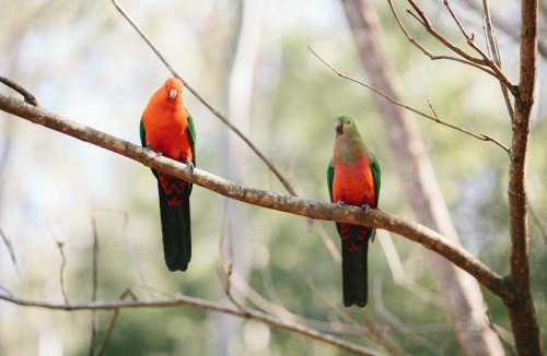 Bandon Grove House | Bluegums Cabins Barrington Tops