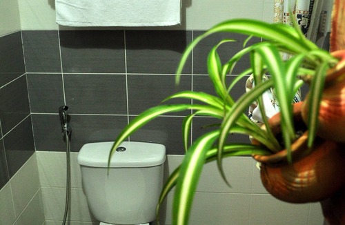 Kota Kinabatangan Cabin | Borneo Nature Lodge