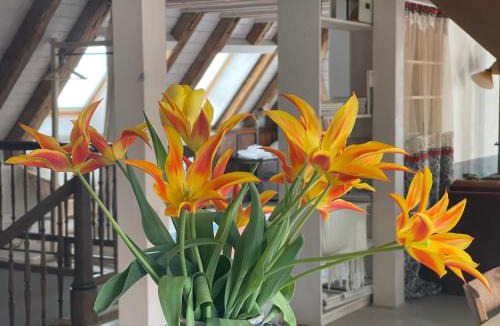 Le Locle Hotel | Boutique-Hotel Guesthouse Le Locle
