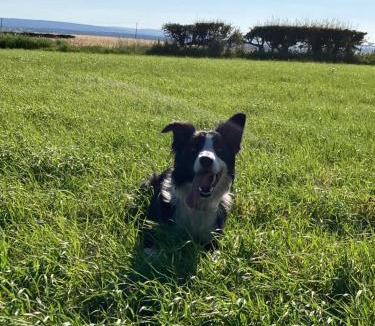 Stocksfield Other | Bowlers Hill Campsite