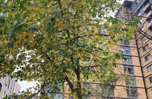 East Acton Apartment | Bright & Peaceful North Acton Flat with Modern Comforts ✨