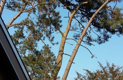 Hardelot-Plage Villa | Bright spacious villa with nice garden