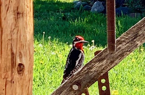 Moran Other | Buffalo Valley Ranch