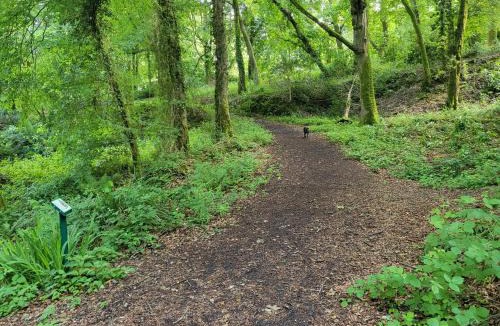 Lelant Apartment | Bumbeldink