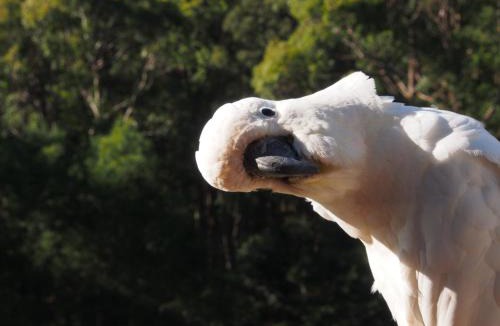 Bawley Point Cabin | Bundle Hill Cottages