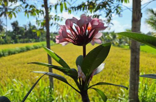 Tetebatu House | Bunga Maliq Bungalow Lombok
