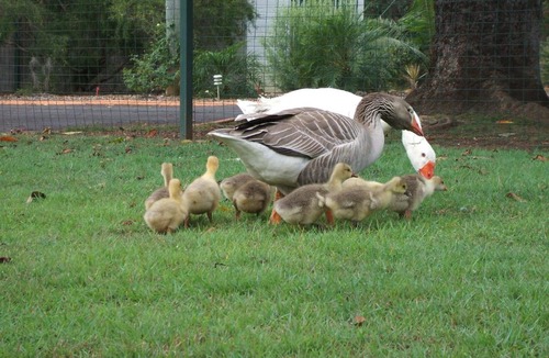Bullyard House | Bungadoo Country Cottage