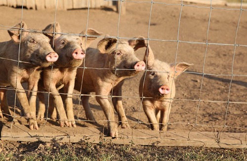 Kenilworth Cottage | Bunya Springs Cottage