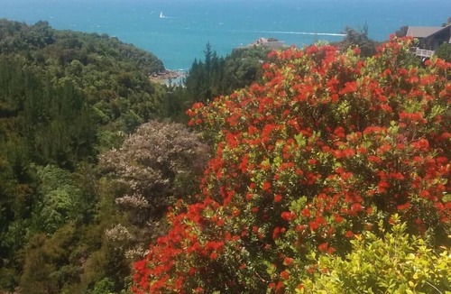 Ngaio Bay Apartment | Bush and Seaview Studio