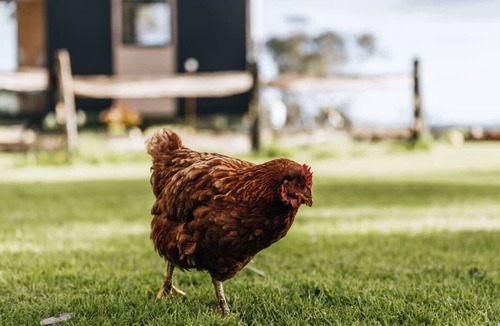 Alberton West House | Bush Retreat 1 by Tiny Away