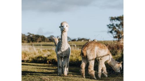 Alberton West House | Bush Retreat 1 by Tiny Away