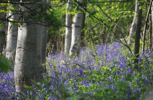 Bourton Other | Buttercup Glamping Pod