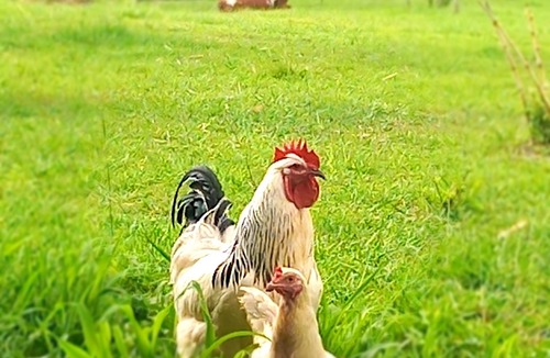 Benarkin North Cabin | bwdghwufgdhweliufeuae