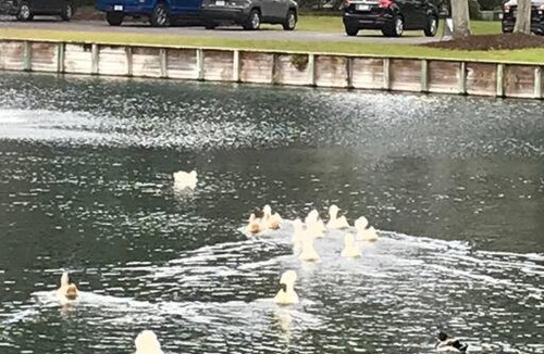 Demere Park House | C2 Ocean Walk, Pool view, village area, cozy!