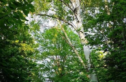 Notre-Dame-Auxiliatrice-de-Buckland Cabin | Domaine Beausite à louer pour groupes familiaux, corporatifs ou événementiels!