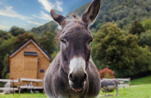 Segus House | Cab'ânes du Pibeste