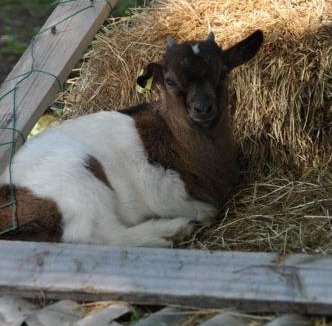 Saint-Jean-les-Deux-Jumeaux Other | cabane sur pilotis les pieds dans l'eau
