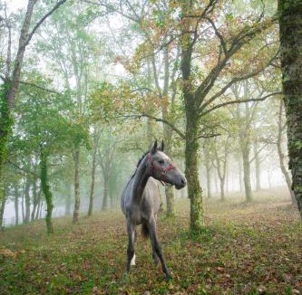 Auriac-du-Perigord Ski Chalet | Cabane de La Mésange