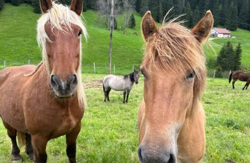 La Pesse Ski Chalet | Cabane Insolite de la Semine