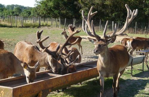 Epuisay Ski Chalet | Cabane - La Forest