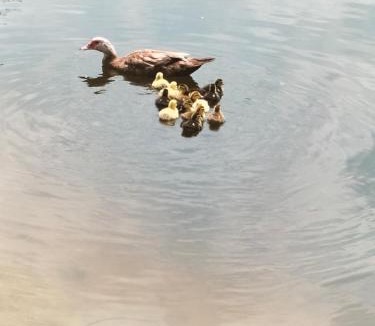 La Roche-Maurice Other | Cabane perchée avec jacuzzi