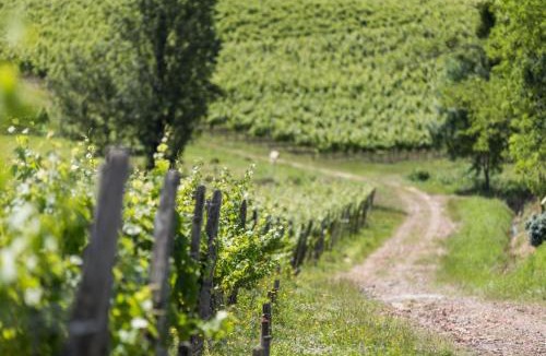 Benesse-les-Dax House | Cabernet