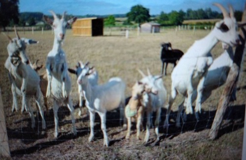 Cerans-Foulletourte House | Cabin with private jacuzzi and farm access