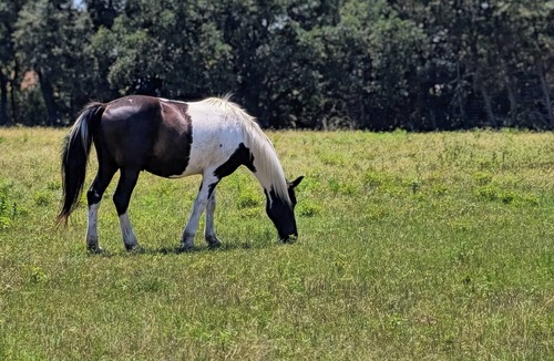 Gatesville Cabin | Cabins in Gatesville on a 1,000 acre Exotic Wildlife Ranch