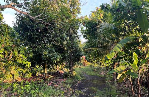 Kerambitan Apartment | Cacao Bamboo House