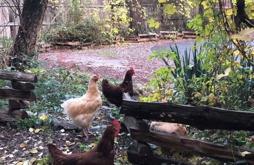 Castella Cabin | Calling all Adventurers! Charming Rustic Cabin in Perfect Location!