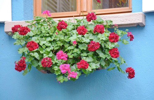 Bergheim House | Calm rental for 2 persons, the Blue House in Alsace, in a nice medieval village.