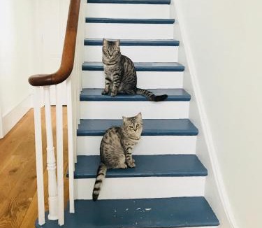 Cantelowes House | Camden Town House