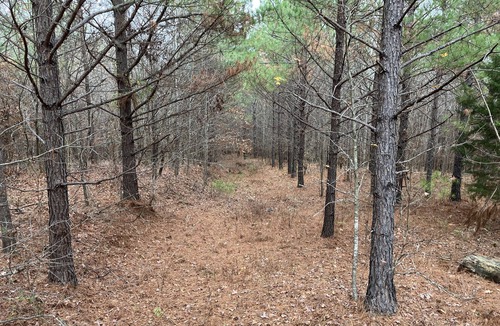 Morris Chapel RV Rental | Campground at Ladybug Forest