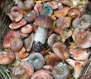 Planoles Other | Camping Can Fosses